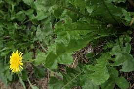 Maybe you would like to learn more about one of these? Eat Your Weeds Rnz