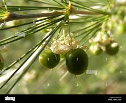 Image result for Asparagus laricinus