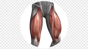 As you may guess from the name, there are four distinct muscles that make up the quadriceps muscles. Quadriceps Femoris Muscle Femur Anterior Cruciate Ligament Joint Hack Arm Abdomen Png Pngegg