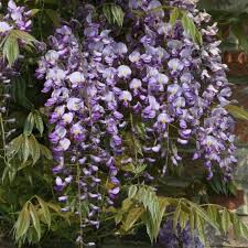 The codes are case sensitive, please enter the codes in the game, as they are how to redeem wisteria op working codes. Wisteria Sinensis Prematura Domino Purple Wisteria Trees