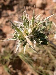 Image result for Barleria rigida