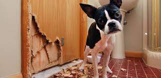 Accordingly, they naturally expect puppies to stop chewing everything in sight. How To Stop Dogs From Chewing Everything Prudent Pet Insurance