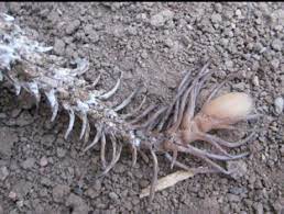 The World S Most Ruthless Snake Has A Spider Like Tail You Don T Want To Know What It Does With It Snake Viper Prey