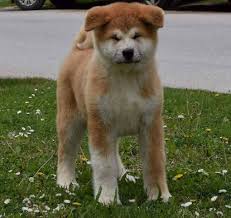 Akita puppies whose parents or grandparents were champion of national and international competition (e.g. Akita Inu Puppies For Sale San Jose Ca 225208