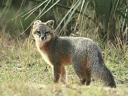 Ticks and red bugs can be a nuisance year round. Ocala National Forest A Florida National Forest Located Near Belleview Lady Lake And Ocala