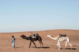 More images for walking in the desert » Camels Walking Across The Desert Abc News Australian Broadcasting Corporation