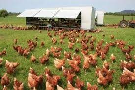 To make this so, it received a new designation and set of requirements in 2014 by the hsus. 7 Best Natural Free Range Chicken Ideas Free Range Chickens Free Range Chicken