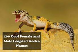 100 Cool Female And Male Leopard Gecko Names Exopetguides
