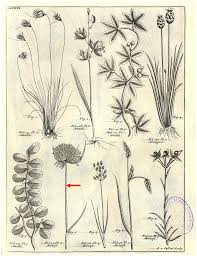 Image result for Cyperus ajax