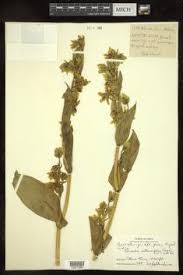 Image result for Swertia kilimandscharica