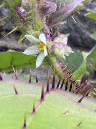 Image result for Solanum