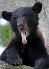 Black Bear Population By State Image Result For Louisiana State Animals Black Bear Bear Animals