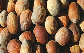 Image result for Schinziophyton rautanenii