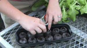 36 (35mm) peat pellet greenhouse. Growing With Jiffy Peat Pellet Greenhouses Youtube