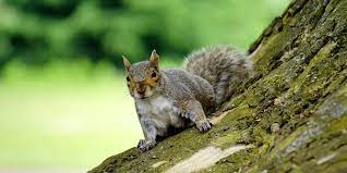 Squirrel Hunting Tips Squirrel Hunting Squirrel Pictures Animals
