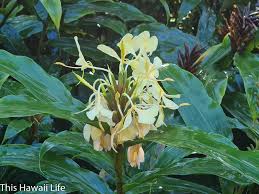 We did not find results for: Fragrant Flowers Of Hawaii This Hawaii Life