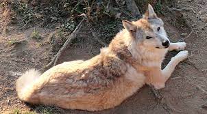 Himalayan Wolf Canis Lupus Himalayensis Kailas Shastry Flickr Eurasian Wolf Wolf Yukon Wolf