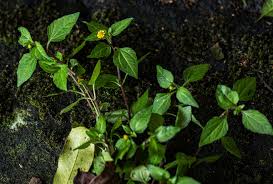 Image result for Acmella caulirhiza