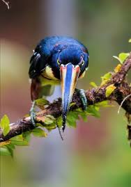 Birds Of A Feather 2020 Pin By Strange Brood Farms On Bird Not In Hand In 2020 Birds Bird Feathers Rare Birds