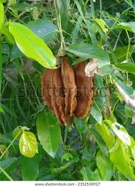 Image result for Mucuna gigantea