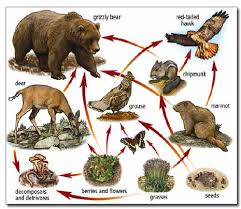 Quia Life Science Lesson 5 Unique Niche Food Chains And Food Webs With Pictures English Spanish Ecosystems Life Science Lessons Food Web