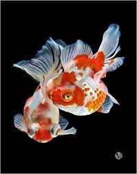Artemiash He Broadtail Demekin Goldfish Aquarium Fish Koi Fish