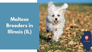 Let our top rated sales and service team help you today! 17 Maltese Breeders In Illinois Il Maltese Puppies For Sale Animalfate