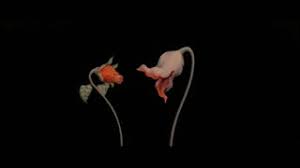 Pink floyd were an english rock band formed in london in 1965. Pink Floyd Gif On Gifer By Hellfire