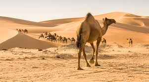 One day the holy prophet of allah(swt) met a camel seller. Pilgrims May Soon Travel To Madinah On Camel Backs The Rahnuma Daily