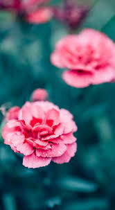 Rose Wallpaper Flower Wallpaper Pink Carnations