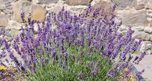 Wir sagen ihnen wann und in welchem pflanzabstand lavendel am besten kultiviert wird. Lavendel Pflanzen Und Pflegen Tipps Sat 1 Ratgeber