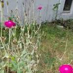 Help identifying native plants from North Jersey sale