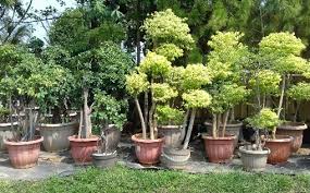We did not find results for: Ingin Bisnis Tanaman Hias Buah Inilah Peluang Usaha Melimpah Paling Menguntungkan