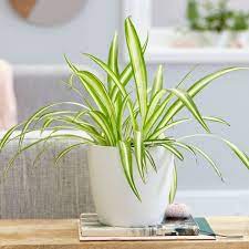 Pokok hiasan pada asalnya berasal daripada alam semulajadi. 21 Pokok Hiasan Terbaik Di Malaysia Untuk Rumah Anda Propertyguru Malaysia