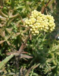 Image result for Crassula granvikii