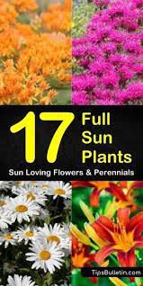 17 Full Sun Plants Sun Loving Flowers And Perennials Full Sun Perennials Full Sun Plants Sun Loving Plants