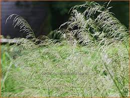 Вы можете заказать и купить щучку дернистую «bronzeschleier» в москве весной. Waldschmiele Deschampsia Cespitosa Bronzeschleier Rasenschmiele Kaufen Bestellen Staudenonline De