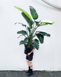 C'est seulement quand le bourgeon terminal perçoit l'induction florale sous l'effet des jours courts de la fin de. La Touche Tropicale De L Oiseau Du Paradis La Presse