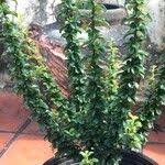 Image result for Maerua parvifolia