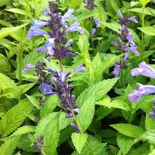 Nepeta Manchuriensis Manchu Blue Nepeta De Mandchourie Manchu Blue