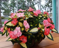 Image result for Impatiens sylvicola