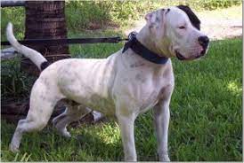Why buy an english bulldog puppy for sale if you can adopt and save a life? Performance Standard Type American Bulldogs Old Bulldogs
