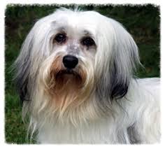 We are hobby/show breeders of top havanese and provide the best quality havanese puppies available anywhere. Home
