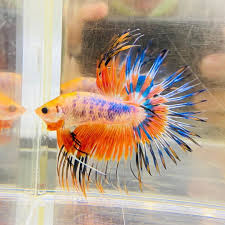 This Orange Crown Tail Has Amazing Color In 2020 Betta Fish Types Betta Fish Betta