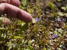 Image result for Murdannia semiteres