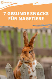 Viele Fertige Snacks Die Im Supermarkt Angeboten Werden Sind Fur Deine Nager Alles Andere Als Gut Teilweise Enthalten Sie Nagetiere Hundehaltung Tier Fakten