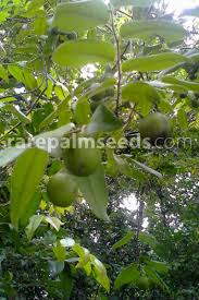 Image result for Diospyros ferrea