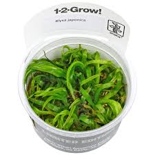 Image result for Blyxa