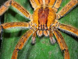 Banana spiders will bite only if held or pinched. Spider Venom Drug Could Be More Effective Than Viagra Researchers Say The Independent The Independent