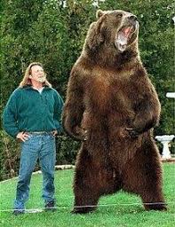 Claw marks are often visible in the tracks. Bart The Bear Wikipedia